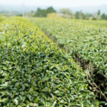 本当に美味しいお茶の産地を訪ねて