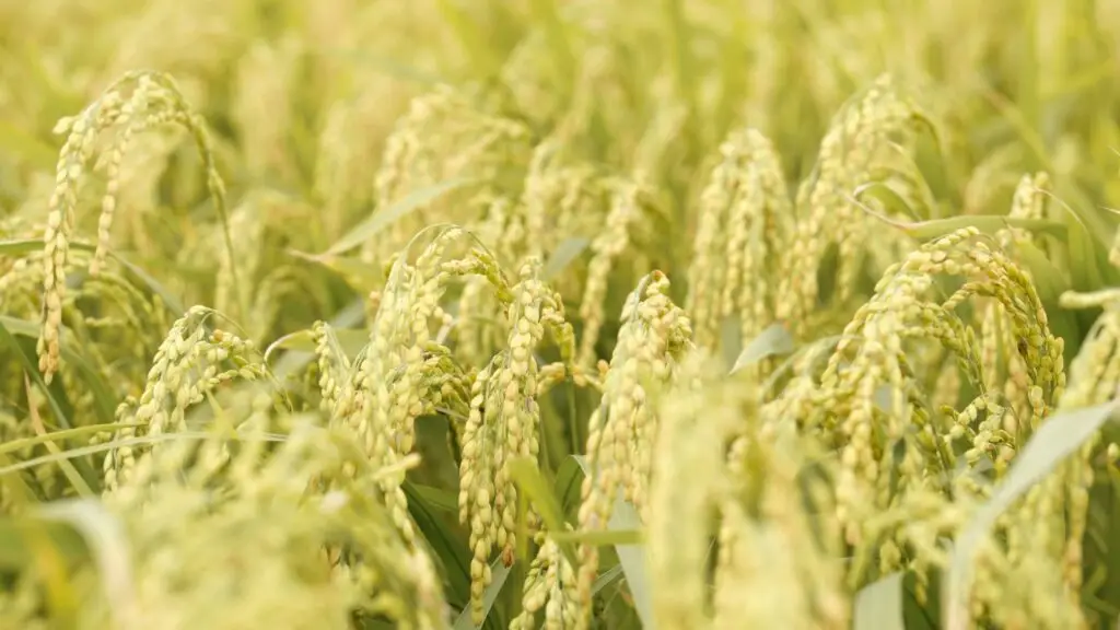 green wheat field during daytime