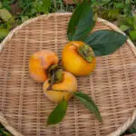 紫香邸のお庭の柿