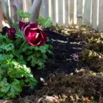 アネモネが苔に似合ってます。