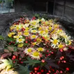 蹲（ツクバイ）に、