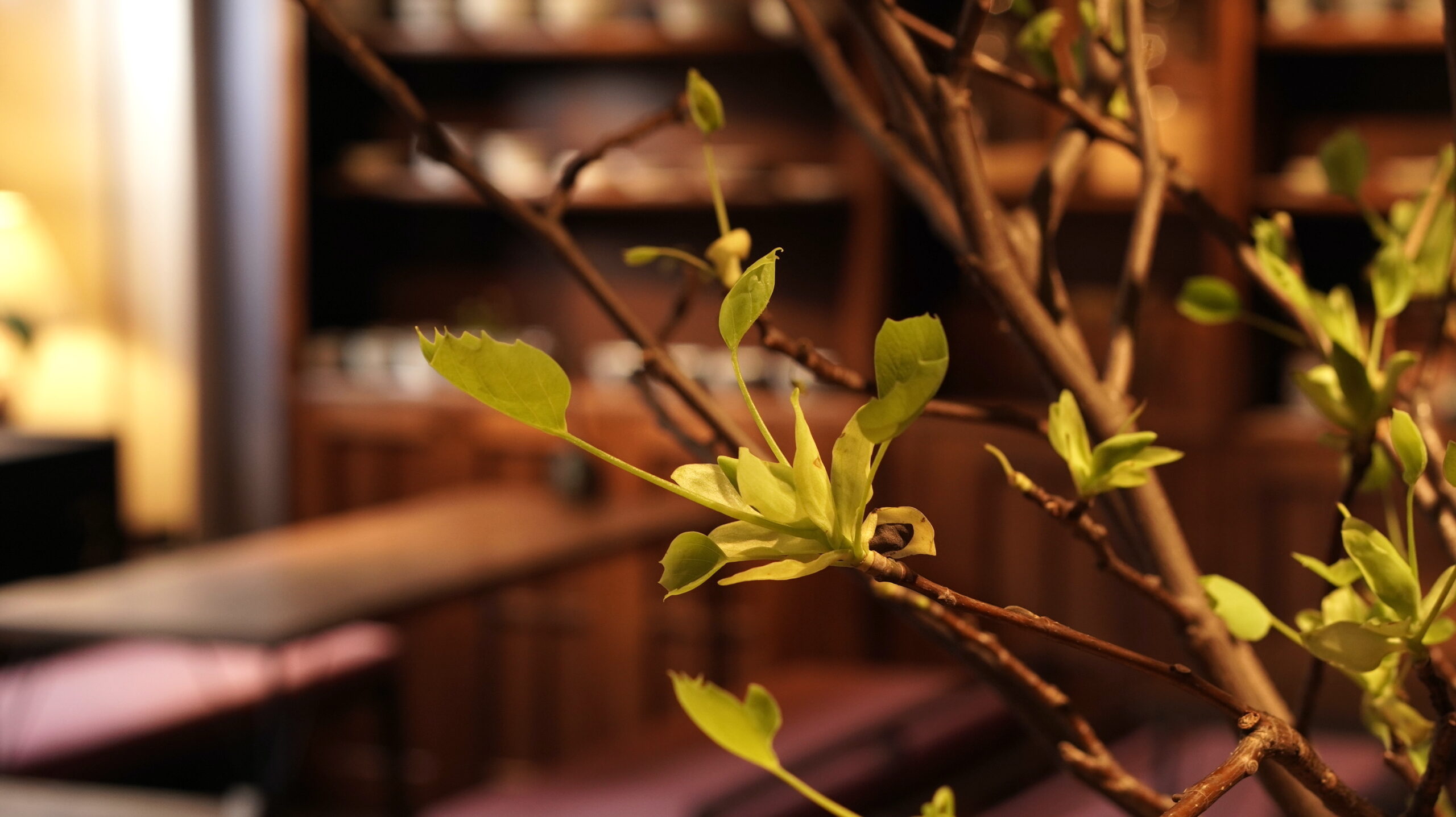 店内の枝物はゆりの木になりました。