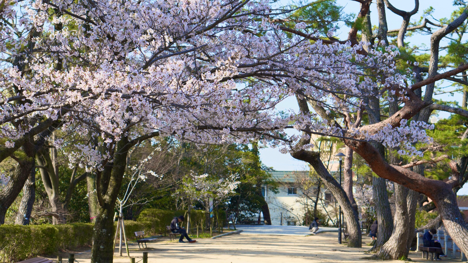 お店の前の深田池の桜も見頃です。