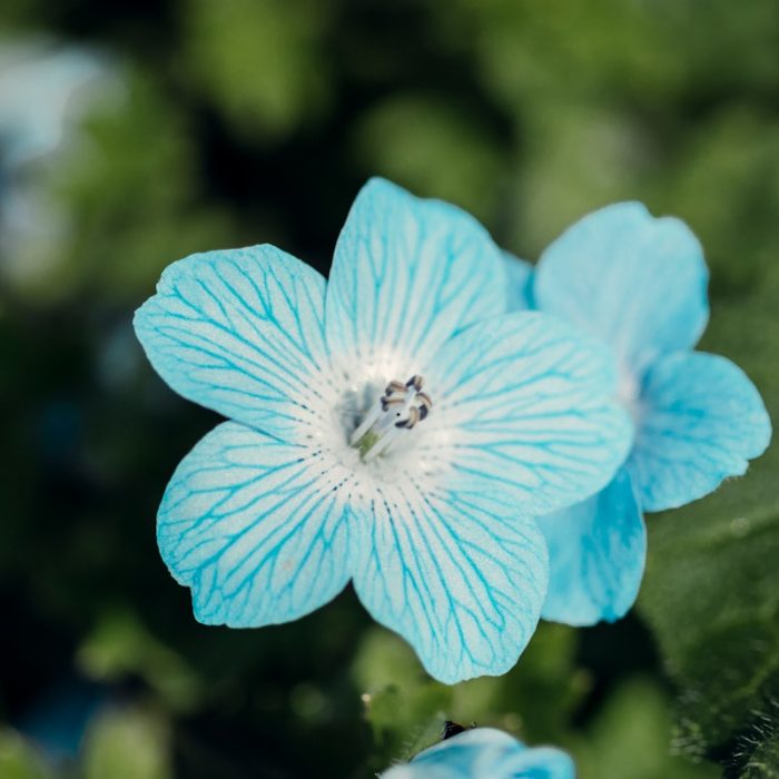 Photo by Griffin Wooldridge blue flower in tilt shift lens