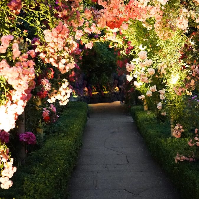gray concrete pathway surrounded with pink and white flowers