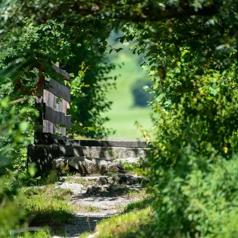 green grass field with green trees