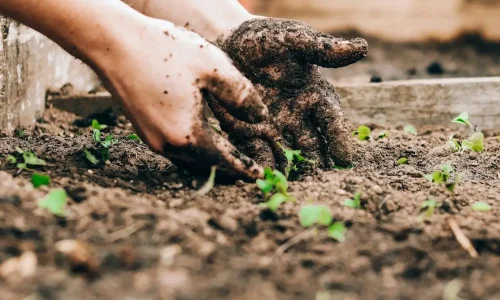 person holding brown and black frog
