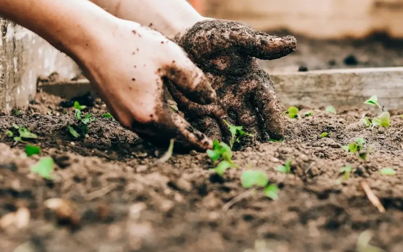 person holding brown and black frog