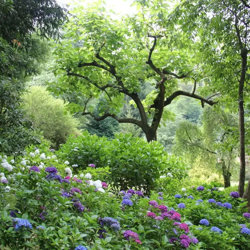 purple flower field during daytime