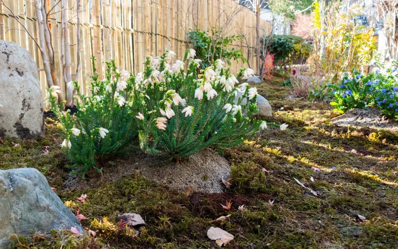 苔むしたお庭に変わりました。